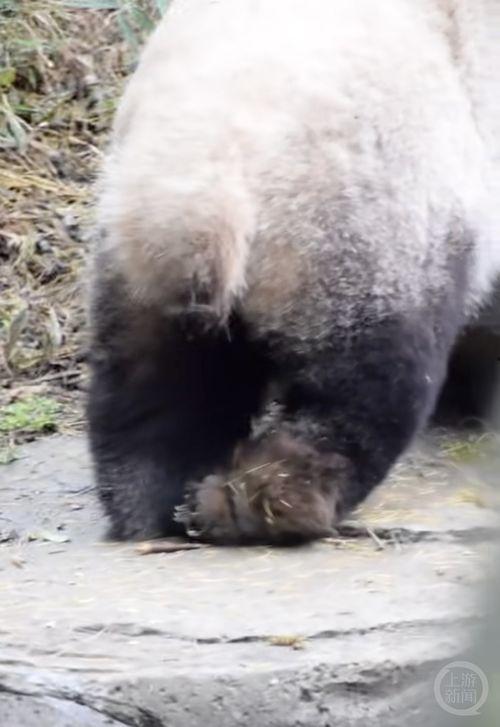最新爆料熊猫视频,揭秘幕后真相，带你走进神秘世界  第1张